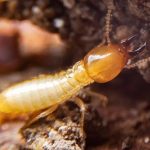 Termite control