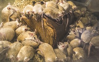 Professional rodent control in Delhi by top pest control services in Delhi NCR for homes