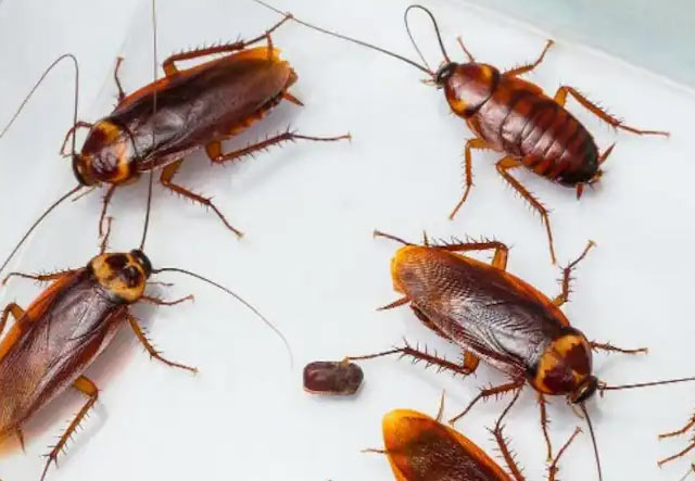Effective cockroach control in Delhi by best pest control services in Delhi NCR for homes