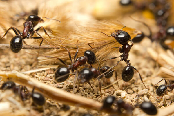Affordable ant control in Delhi by pest control services in Delhi NCR for home and office protection