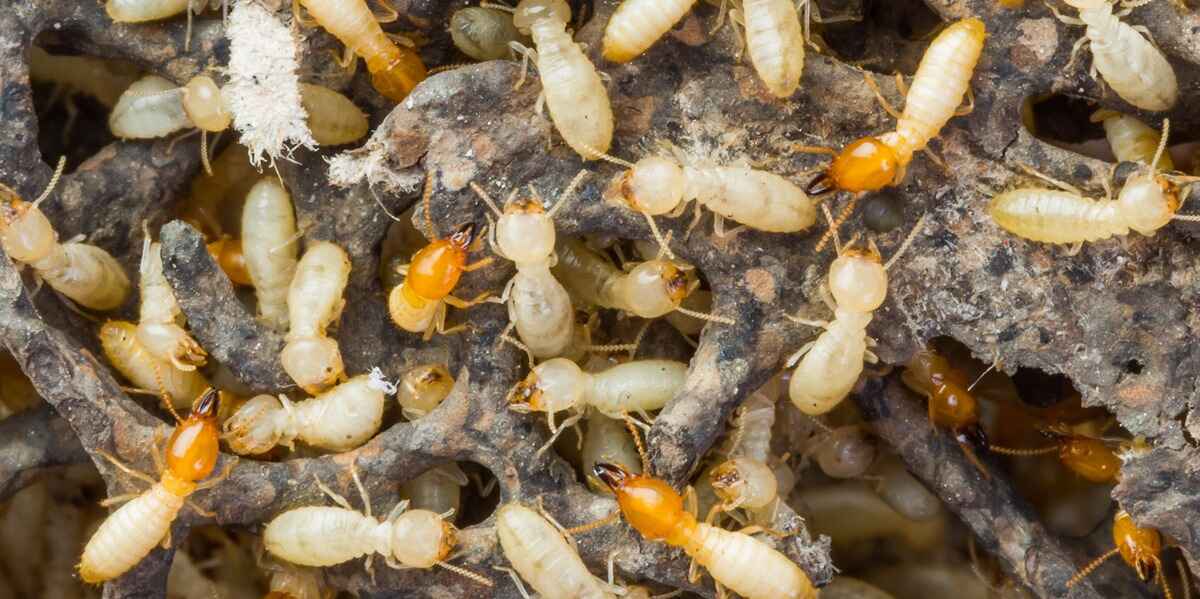 Affordable termite control Noida by leading pest control services in Delhi NCR for homes