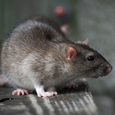 Expert rodent control Delhi solutions from trusted pest control company delhi for protection