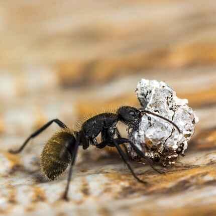 Fast ant control Noida by pest control services in New Delhi offering reliable ant removal solutions