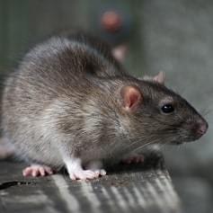 Expert rodent control Delhi solutions from trusted pest control company delhi for protection