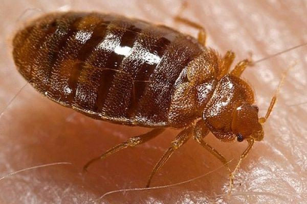 Trusted bestbes bug pest control in Delhi for residential areas