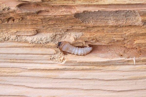 Woo Pest Control Service Delhi