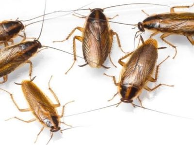 Cockroach Pest Control Delhi NCR