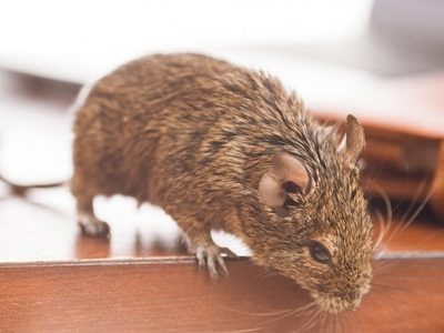 Rodent Control in Delhi