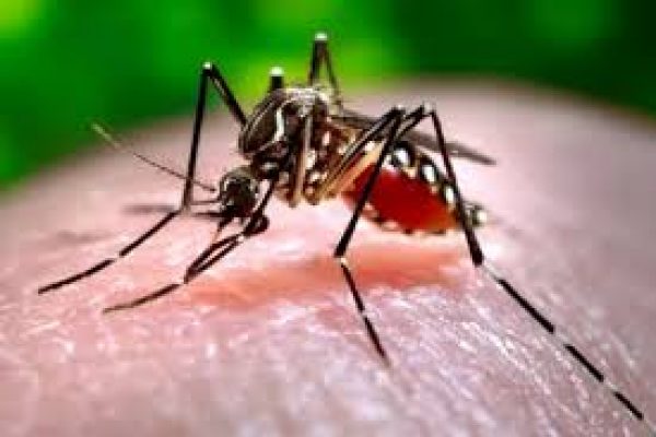 Mosquito pest control laxmi nagar delhi Mosquito pest control laxmi nagar delhi