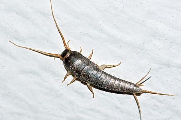 Affordable fly fish pest control charges in Delhi with premium quality service for all types of pest problems
