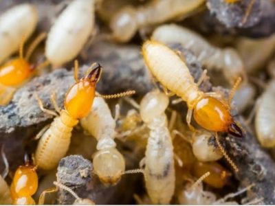 Termite Control in Delhi NCR