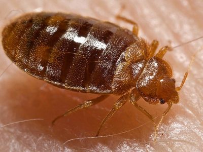 Bed Bug Control in Delhi