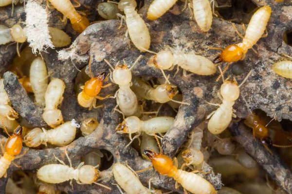termite pest control east delhi termite pest control east delhi